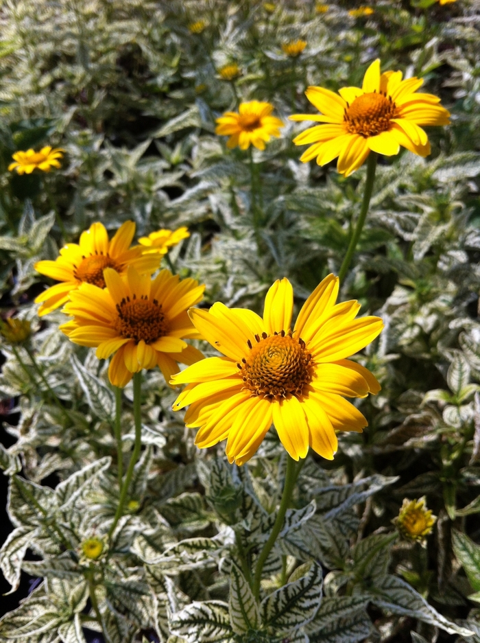 False Sunflower - Heliopsis 'Loraine Sunshine' from EC Browns Nursery