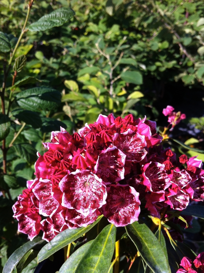 'Kaleidoscope' Kaleidoscope Mountain Laurel - Kalmia latifolia from EC Browns Nursery