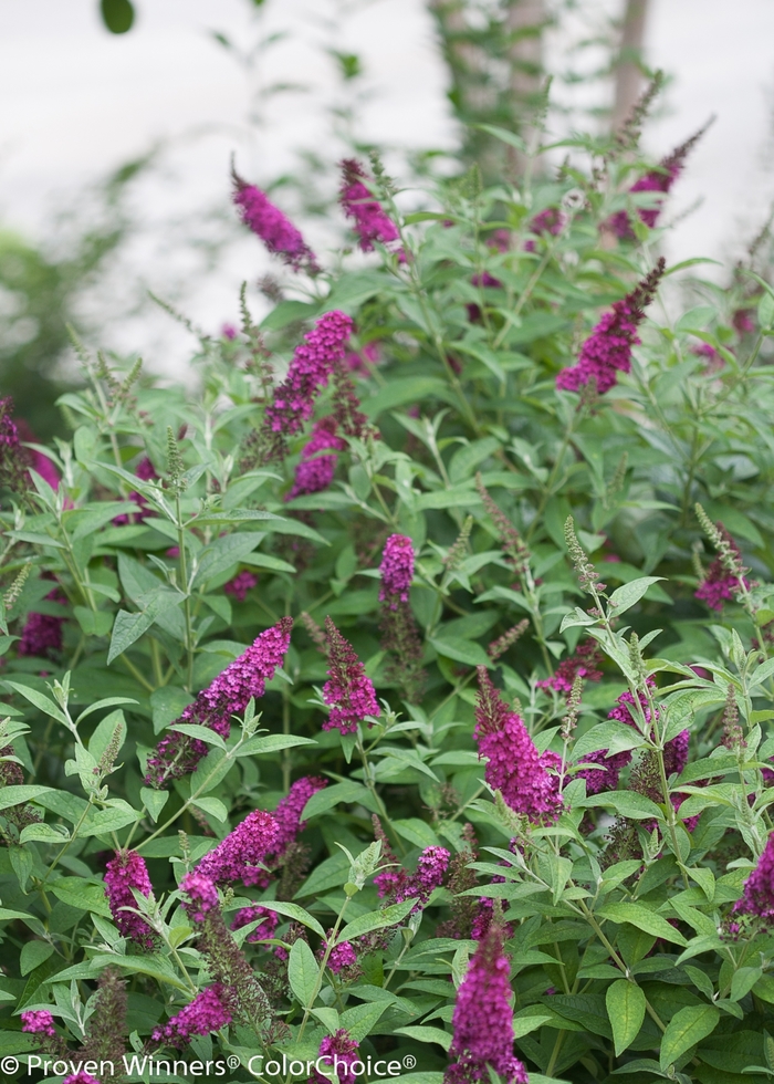 'Miss Molly' - Buddleia davidii from EC Browns Nursery