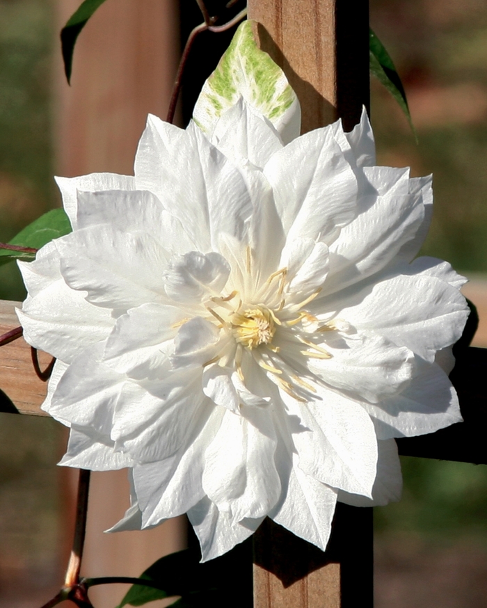 'Duchess of Edinburgh' - Clematis sp. from EC Browns Nursery