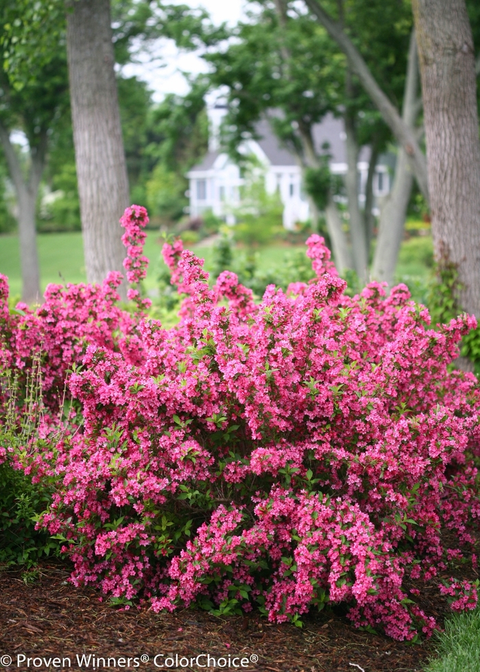 Sonic Bloom&reg; Pink - Weigela florida 'Bokrasopin' PP 24,572, Can 4,597 (Reblooming Weigela) from EC Browns Nursery