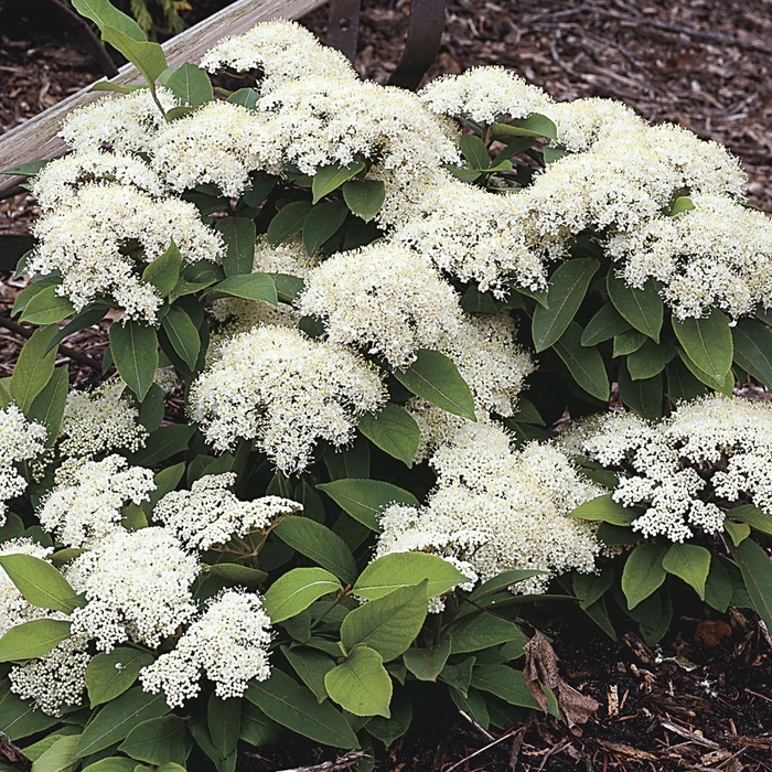 Lil' Ditty&reg; - Viburnum cassinoides from EC Browns Nursery