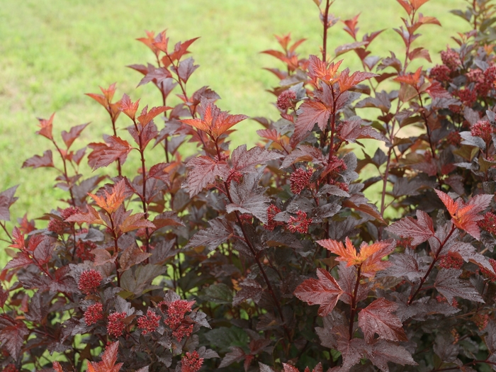 Ginger Wine® Ninebark - Physocarpus o. 'SMNPOBLR' PP28695, CBR 5939 from EC Browns Nursery