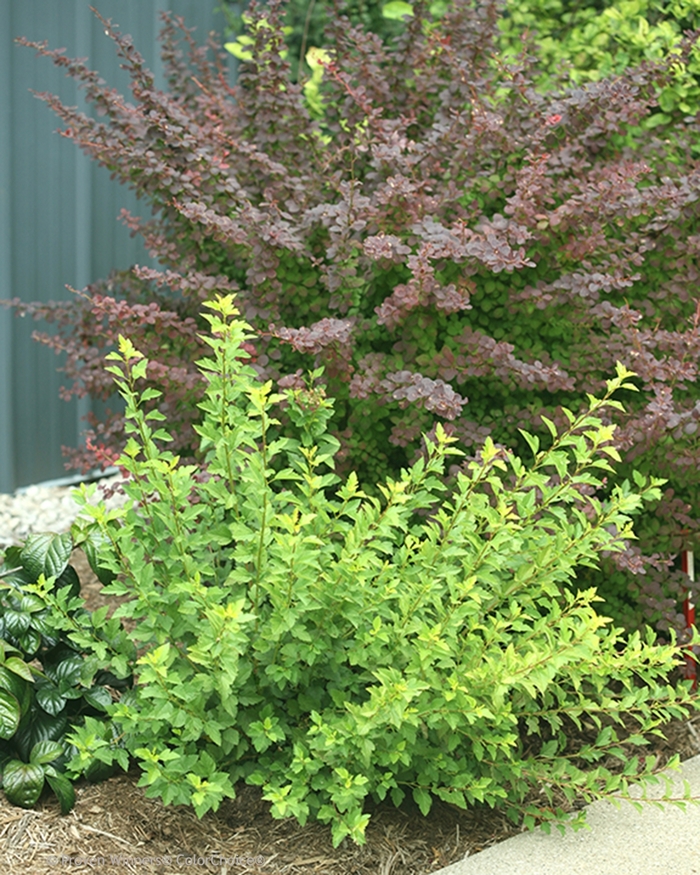 Tiny Wine® Gold - Physocarpus opulifolius from EC Browns Nursery