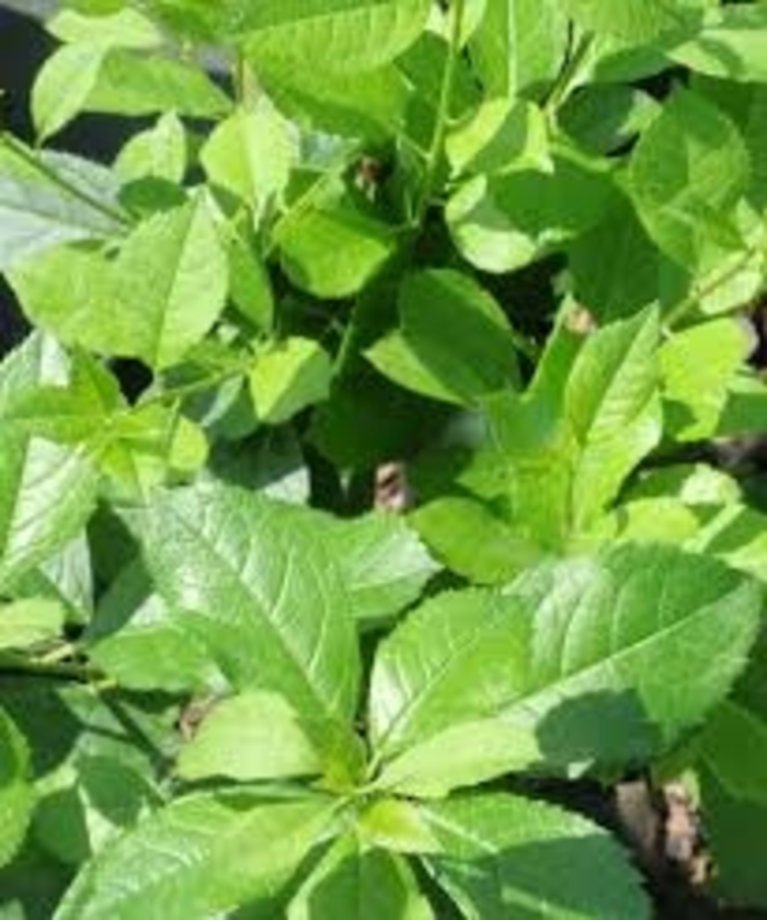 Mr. Poppins&reg; - Ilex verticillata from EC Browns Nursery