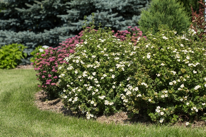 Creme Brule™ Potentilla - Potentilla fruticosa from EC Browns Nursery