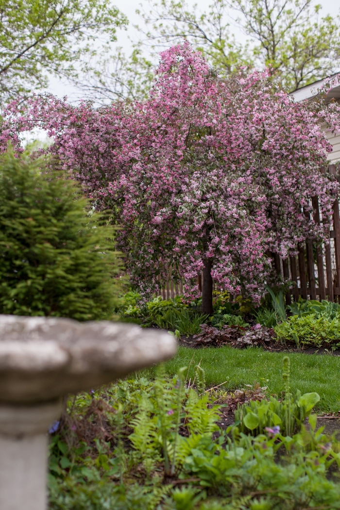 Ruby Tears™ - Malus hybrid from EC Browns Nursery