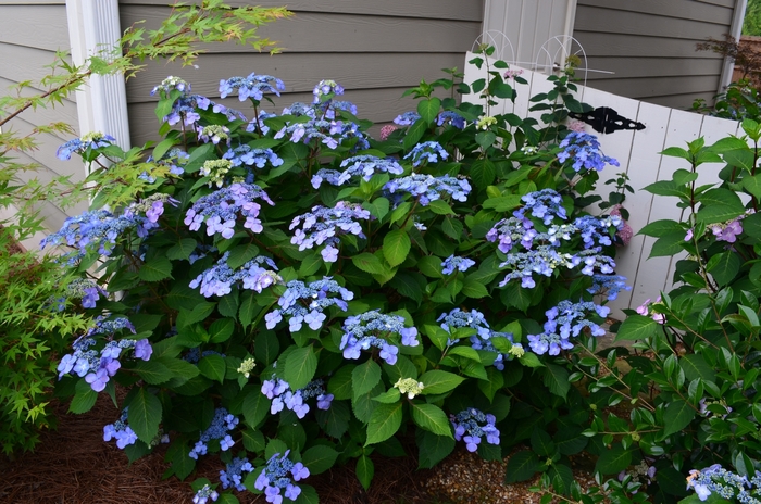 Endless Summer&reg; Twist-n-Shout&trade; - Hydrangea macrophylla from EC Browns Nursery