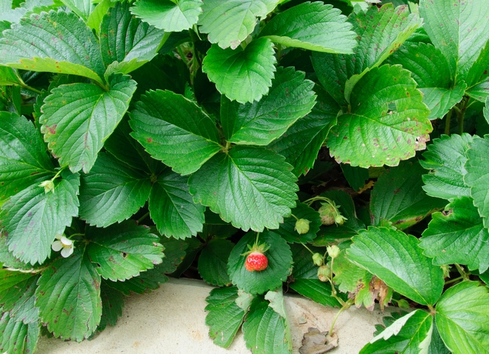 Strawberry - Fragraria ananassa 'Tri-Star' from EC Browns Nursery