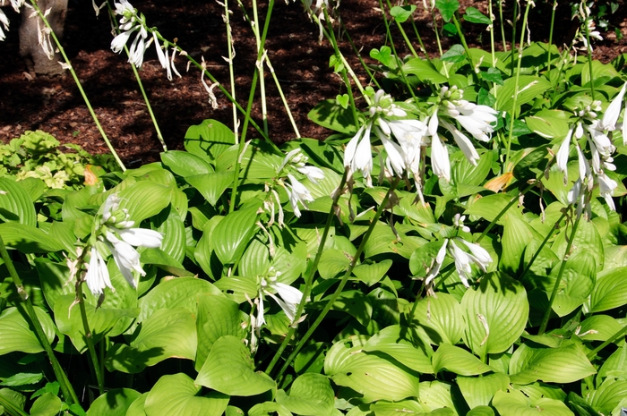 'Royal Standard' Hosta, Plantain Lily - Hosta from EC Browns Nursery