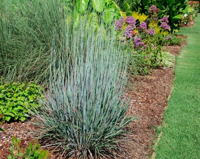 'Standing Ovation' Little Bluestem - Schizachyrium scoparium ''Standing Ovation'' from EC Browns Nursery