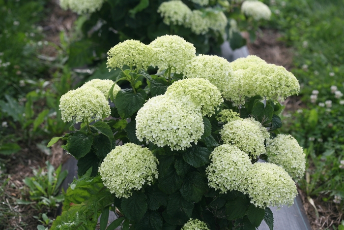 Smooth Hydrangea - Hydrangea arborescens ''NCHA8'' PP30431, CBR6346 (Smooth Hydrangea) from EC Browns Nursery