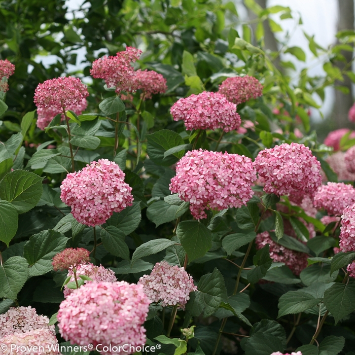 Smooth Hydrangea - Hydrangea arborescens 'Invincibelle Spirit II' from EC Browns Nursery