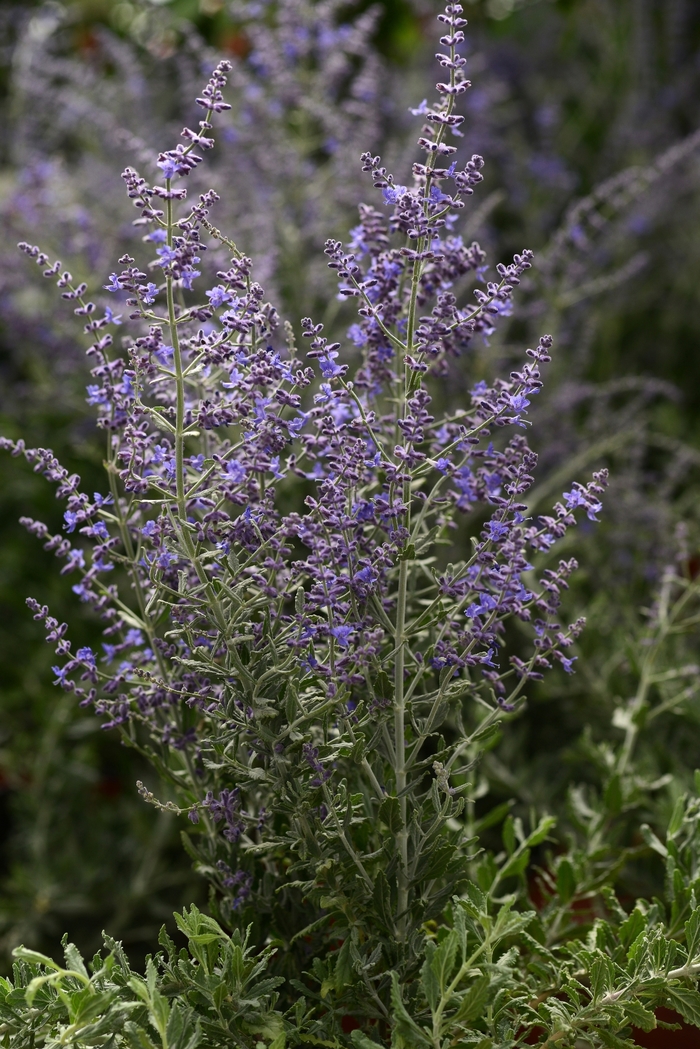  'Blue Steel' - Perovskia atriplicifolia from EC Browns Nursery