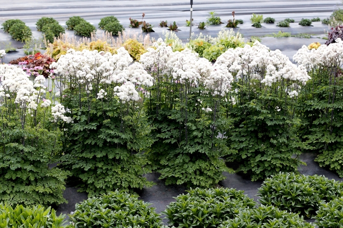Meadow Rue - Thalictrum aquilegifolium 'Nimbus White' from EC Browns Nursery