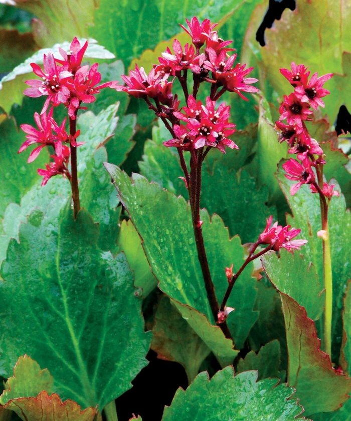 Mukgenia - Mukgenia 'Nova Flame' from EC Browns Nursery