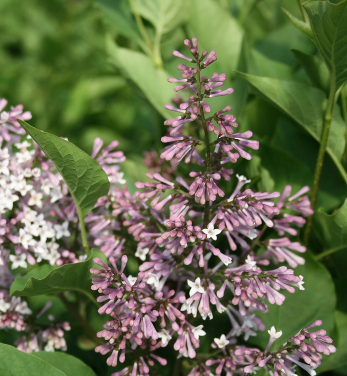Miss Kim Lilac - Syringa patula 'Miss Kim ' from EC Browns Nursery