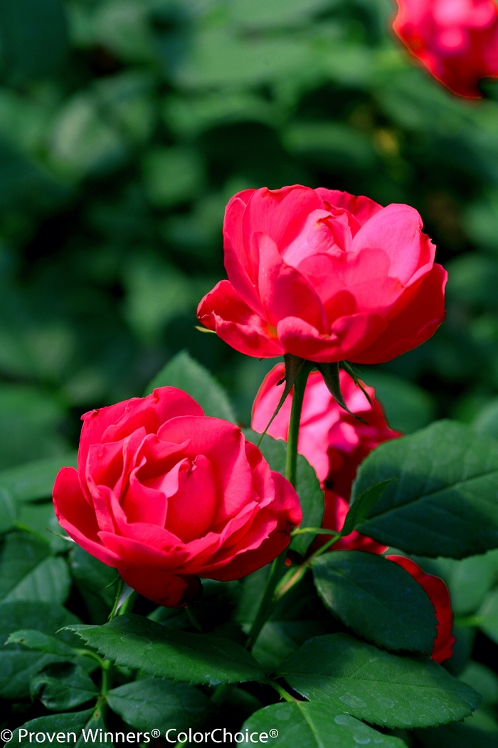 Oso Easy Double Red® Landscape Rose - Rosa 'Meipeporia' PP26298 (Landscape Rose) from EC Browns Nursery