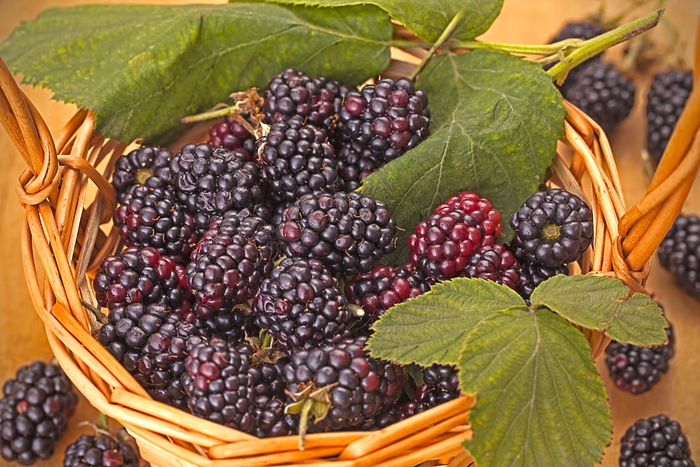 'Triple Crown' Blackberry - Rubus from EC Browns Nursery