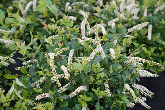 Scentlandia&reg; Sweetspire - Itea virginica 'SMNIVDFC' PP30233, Can PBRAF (Sweetspire) from EC Browns Nursery