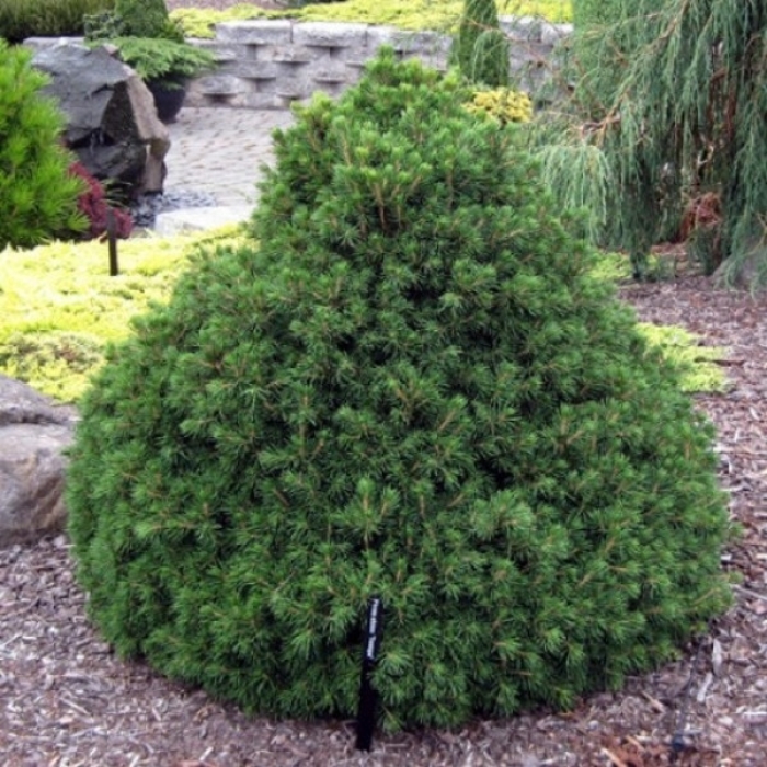 Tompa Norway Spruce - Picea abies 'Tompa' (Norway Spruce) from EC Browns Nursery