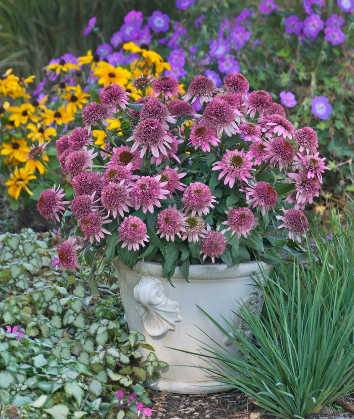 Cone-fections&trade; 'Butterfly Kisses' - Echinacea purpurea (Coneflower) from EC Browns Nursery