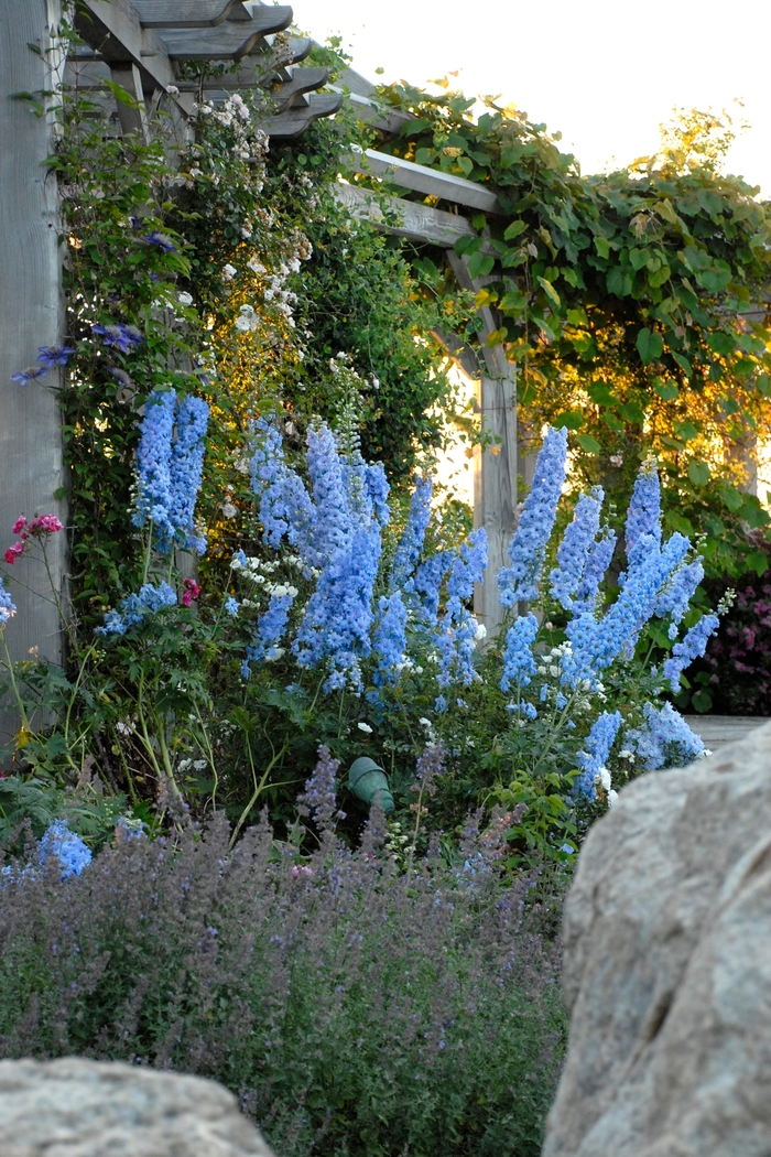 Bee Larkspur - Delphinium elatum 'Blue Lace' from EC Browns Nursery
