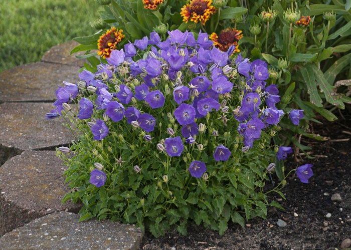 Bellflower - Campanula carpatica 'Deep Pearl Blue' from EC Browns Nursery