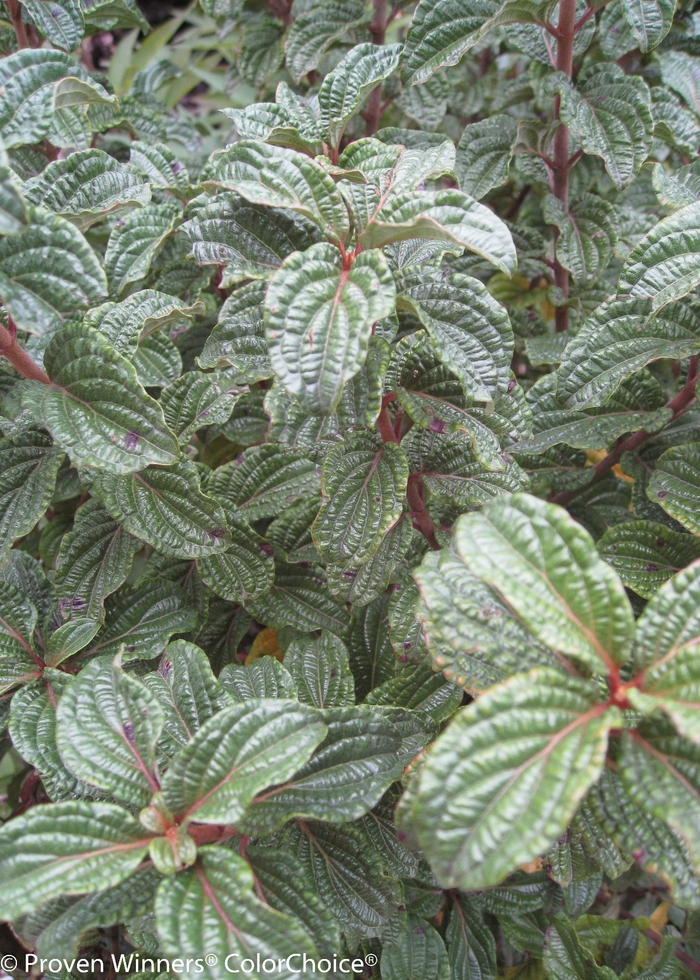Pucker Up!&reg; Red Twig Dogwood - Cornus stolonifera 'Neil Z' PP24812 (Red Twig Dogwood) from EC Browns Nursery