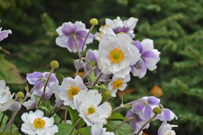 Dreaming Swan Japanese Anemone - Anemone 'Dreaming Swan' (Japanese Anemone) from EC Browns Nursery
