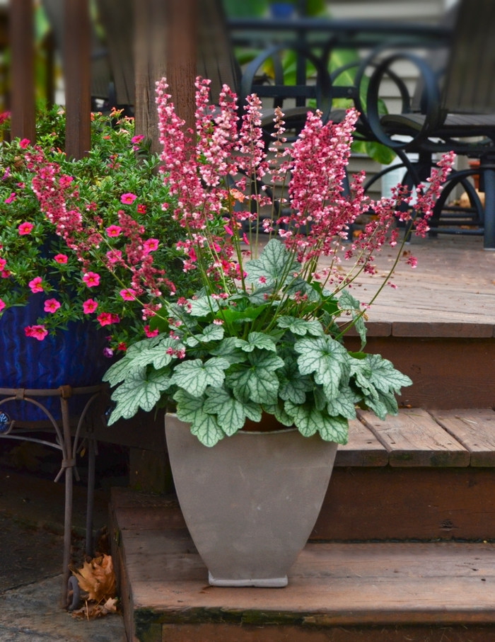 'Berry Timeless' Coral Bells - Heuchera from EC Browns Nursery