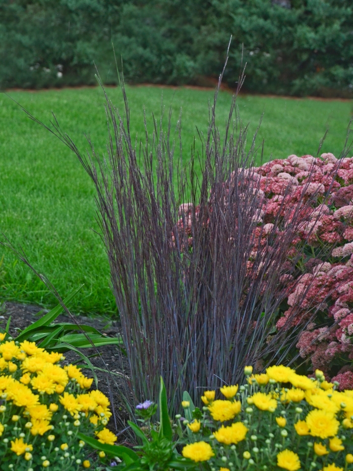 Little Bluestem - Schizachyrium scoparium 'Smoke Signal' from EC Browns Nursery