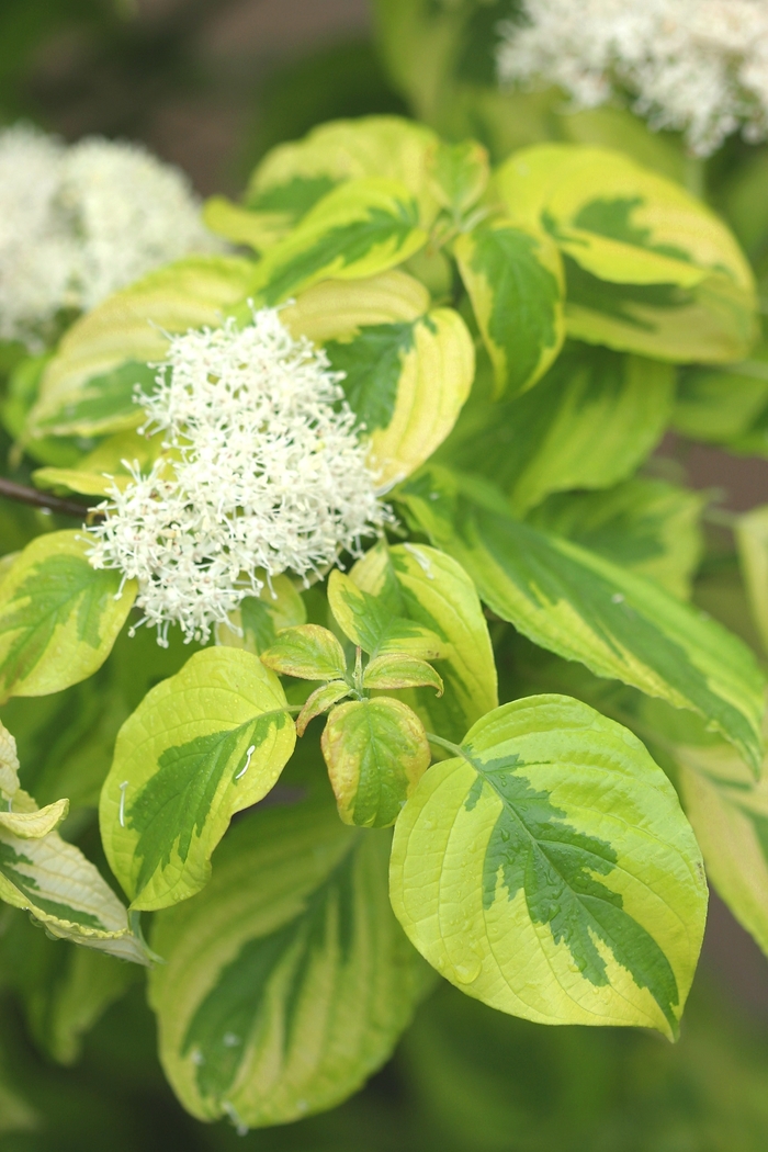 Variegated Dogwood - Cornus alternifolia 'Golden Shadows' from EC Browns Nursery