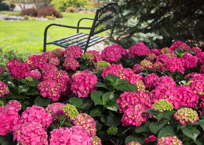 'Summer Crush®' - Bigleaf Hydrangea from EC Browns Nursery