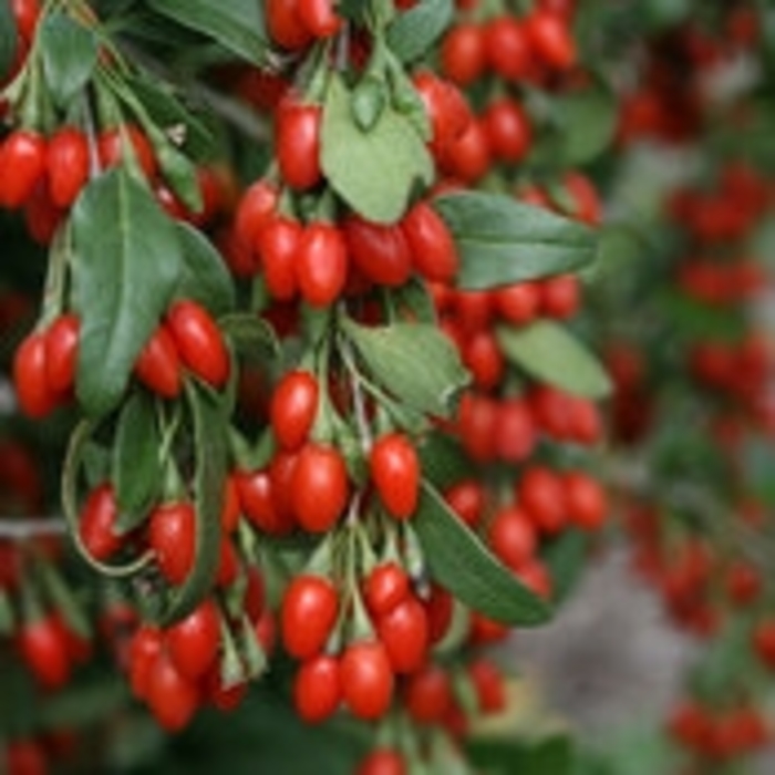Sweet Lifeberry® - Lycium barbarum from EC Browns Nursery