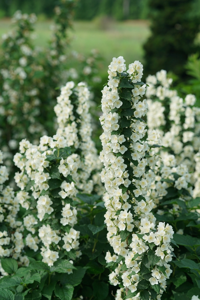 Illuminati Tower&trade; - Philadelphus coronarius from EC Browns Nursery