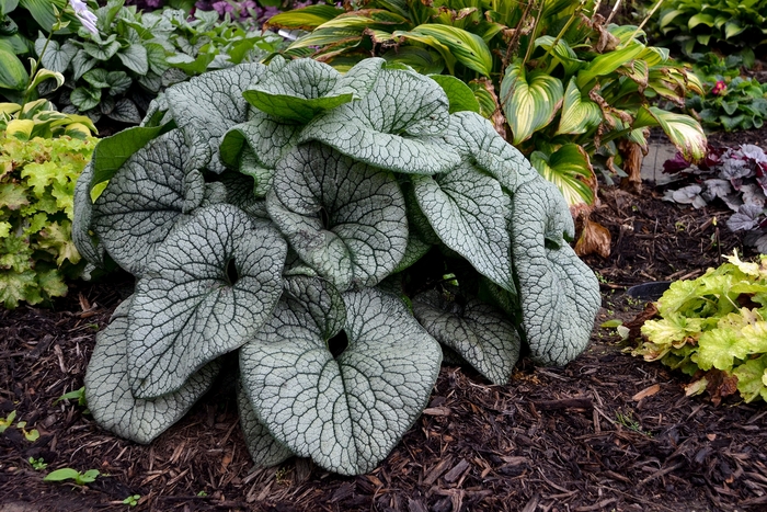 Queen of Hearts Heartleaf Brunnera - Brunnera macrophylla 'Queen of Hearts' PP32737 (Heartleaf Brunnera) from EC Browns Nursery