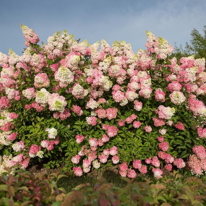 Berry White® Hydrangea - Hydrangea paniculata from EC Browns Nursery