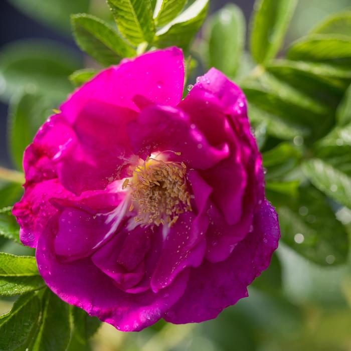 Lotty's Love&reg; - Rosa 'BOC rogosnif' PP22570 from EC Browns Nursery