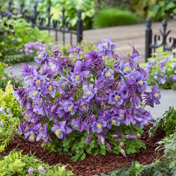 Earlybird&trade; Purple Blue - Aquilegia caerulea ''Purple Blue'' (Columbine) from EC Browns Nursery