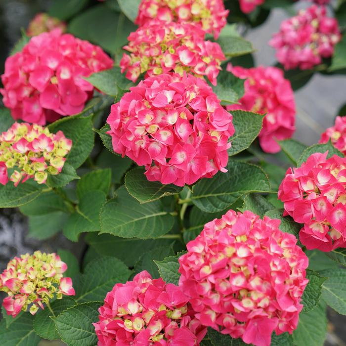 'Wee Bit Giddy&reg;' Bigleaf Hydrangea - Hydrangea macrophylla from EC Browns Nursery