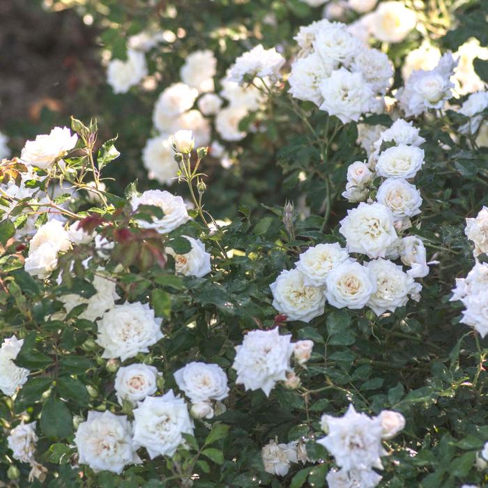 White Drift&reg; - Rosa 'Meizorland' PP28054, CPBR 5592 from EC Browns Nursery