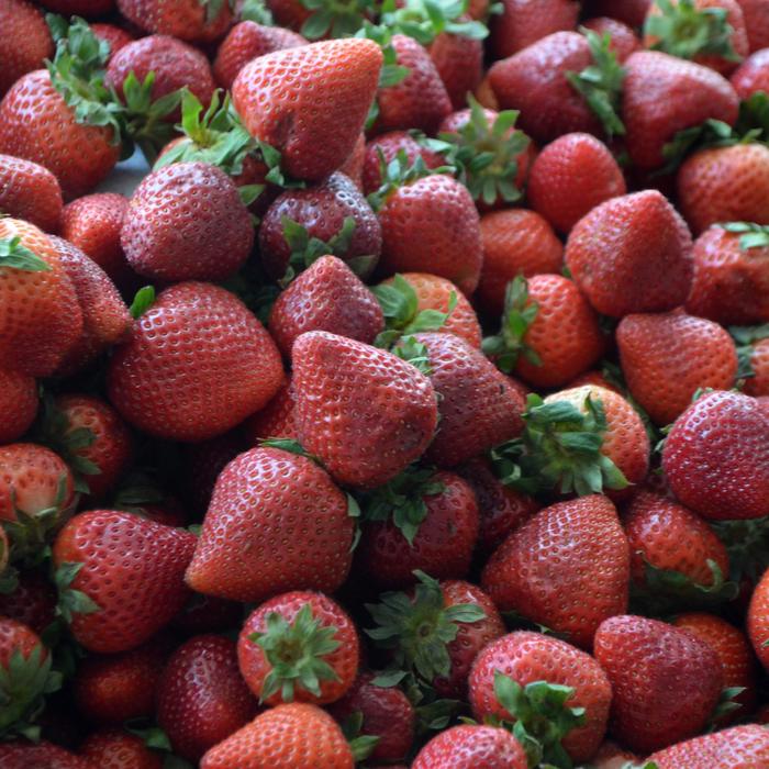 Strawberry - Fragaria from EC Browns Nursery