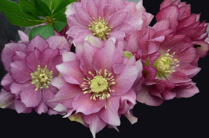Wedding Party&reg; 'Maid of Honor' - Helleborus (Lenten Rose) from EC Browns Nursery