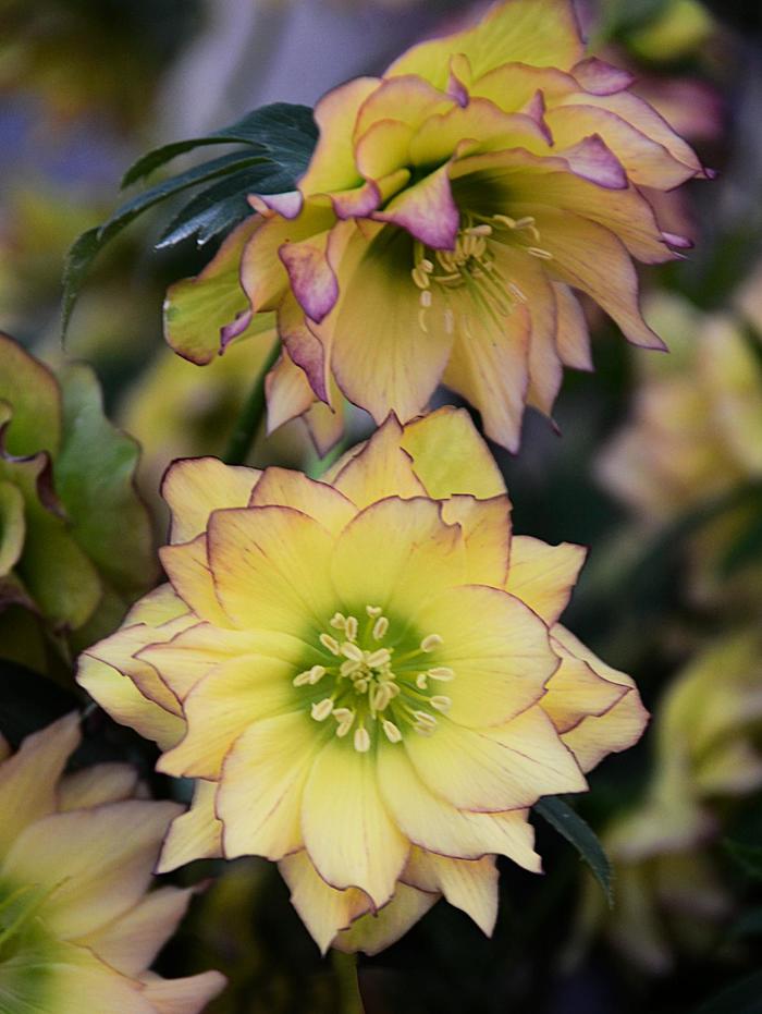 Wedding Party&reg; 'First Dance' - Helleborus (Lenten Rose) from EC Browns Nursery