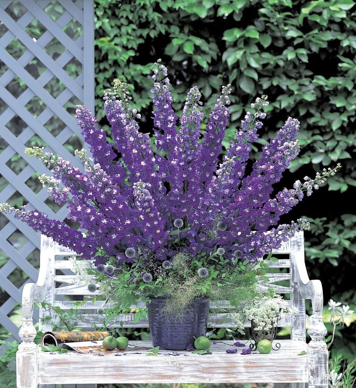 'Aurora Deep Purple' - Delphinium elatum from EC Browns Nursery