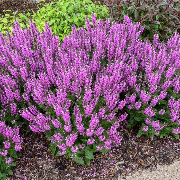 Color Spires&reg; 'Back to the Fuchsia' - Salvia hybrid from EC Browns Nursery