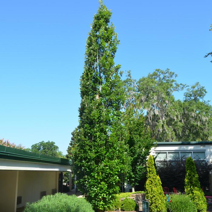 Regal Prince&reg; Oak - Quercus X warei 'Long' (Oak) from EC Browns Nursery