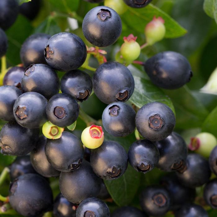 Bushel and Berry&reg; BerryBux&trade; - Vaccinium hybrid from EC Browns Nursery
