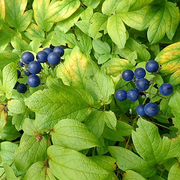 Blue Cohosh - Caulophyllum thalictroides from EC Browns Nursery